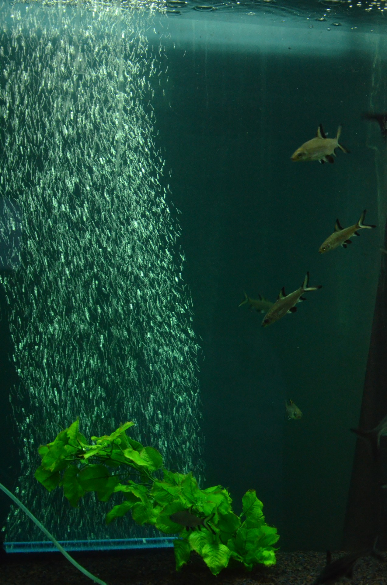 Aquarium Rock Garden cover